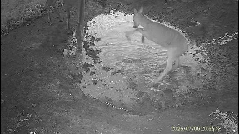 Lane u Gorskom kotaru razveselila lokva nakon kiše. Snimka je nešto najslađe ikad
