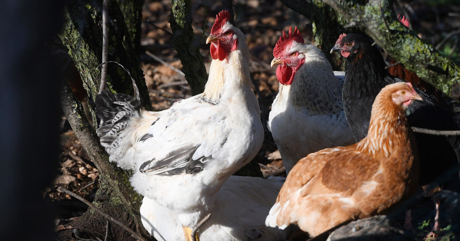 Salmonela u hrvatskom peradarstvu postaje sve veći problem