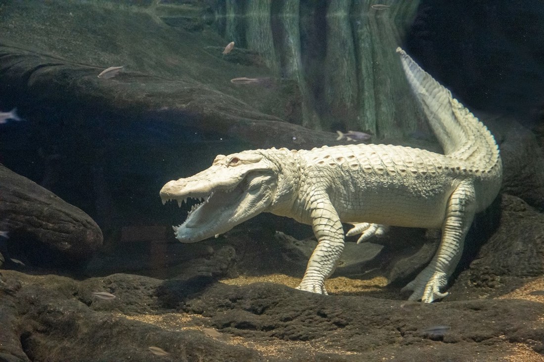Uginuo Claude, omiljeni albino aligator iz San Francisca. Imao je 30 godina