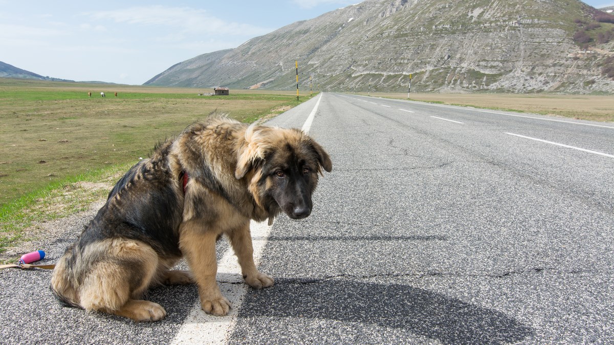 Kada bi ostavljeni psi mogli pričati, ovo bi nam ispričali