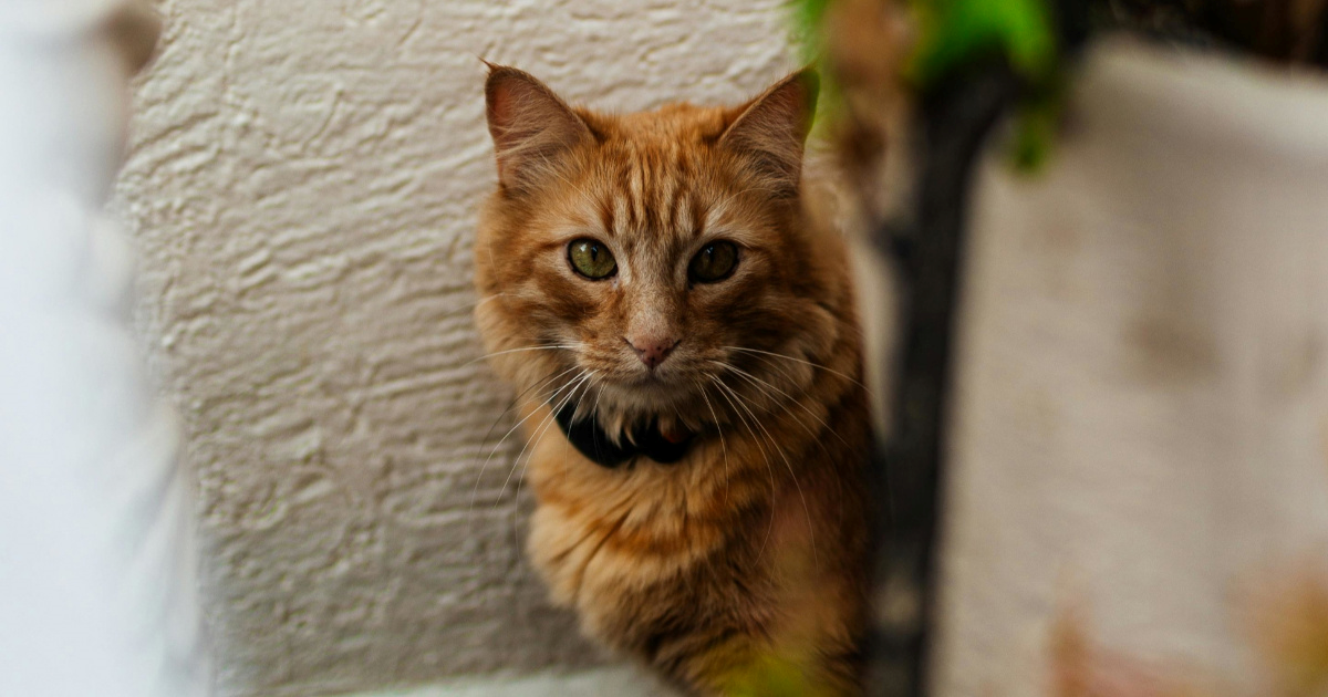 Zašto se mačke nekad ne žele maziti (i kako to poštovati)