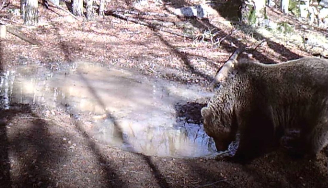 NP Sjeverni Velebit objavio simpatičnu snimku. Razne životinje došle na istu lokvu