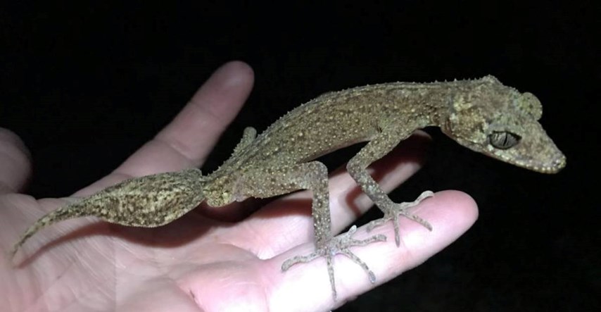 FOTO Na australskom otoku otkrivena nova vrsta guštera: "Izgleda kao mali zmaj"