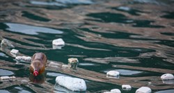 U podmorju u Zadru, Splitu i Korčuli izvađeno 70 kubika otpada