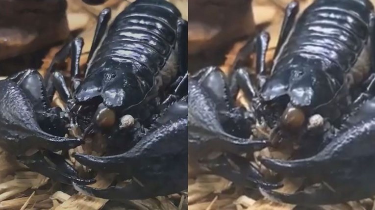 VIDEO Ljude prepala snimka škorpiona koji jede: "Ovo mi je teško gledati"