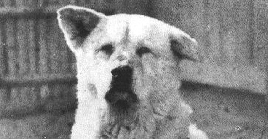 Prošlo je 85 godina od smrti najvjernijeg psa na svijetu, ovo je njegova priča