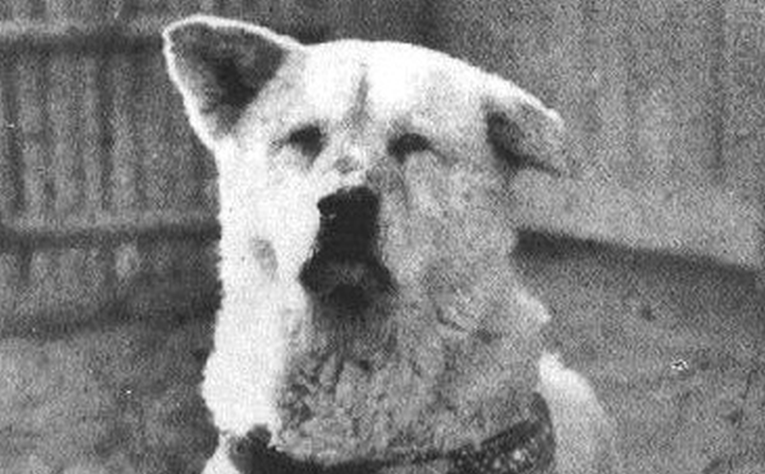 Prošlo je 85 godina od smrti najvjernijeg psa na svijetu, ovo je njegova priča