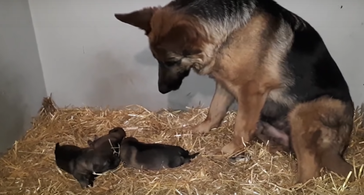 Rastopit ćete se kada vidite s koliko topline i ljubavi kujica gleda štence