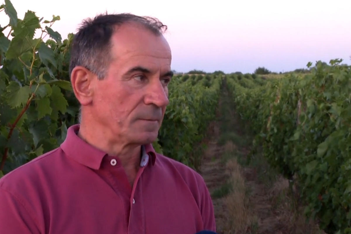 Berba grožđa u Iloku sve ranije, vinari već idući tjedan ulaze u vinograde