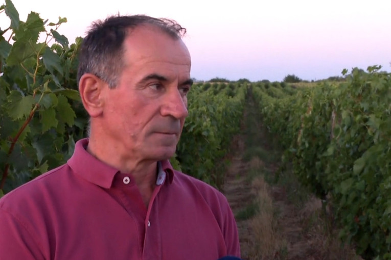 Vrućine promijenile pravila u vinogradima. Berba se pomaknula gotovo mjesec dana