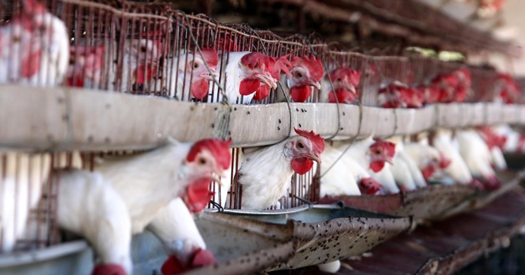 Švicarska počinje stavljati oznake na hranu. Bit će poznato je li životinja patila