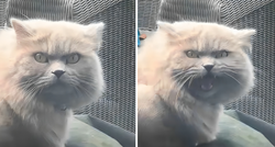 Reakcija ovog mačka nakon što ga je vlasnica ostavila zaključanog na kiši je sve