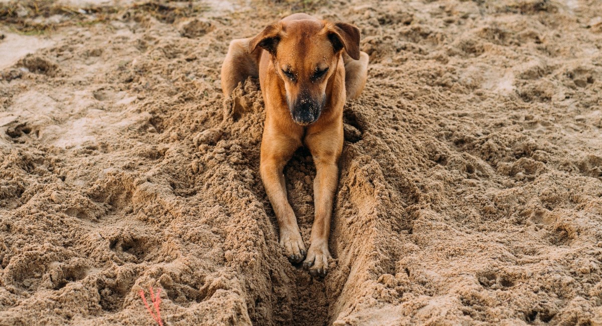 Dokazano je: I psi su naporni kad uđu u pubertet, evo kad se to događa