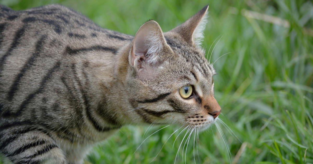 Novi Zeland planira iskorijeniti mačke lutalice kako bi spasio bioraznolikost