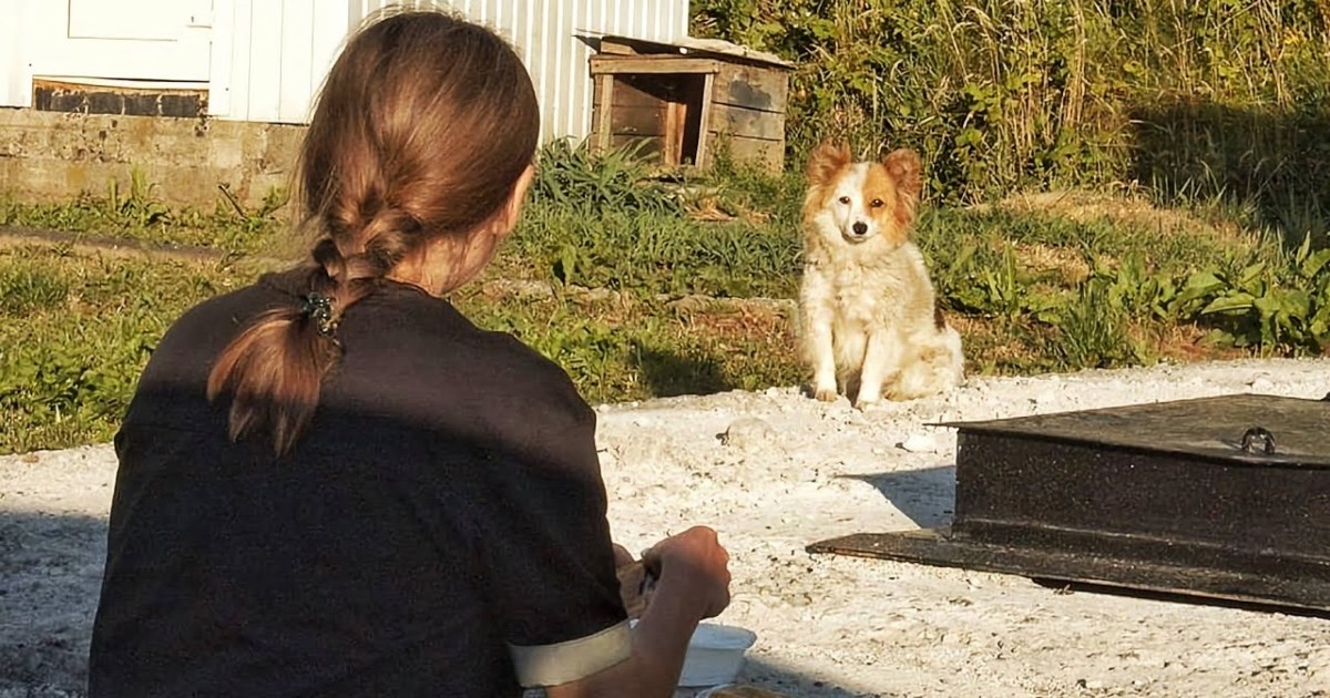 Žena je šest mjeseci pokušavala spasiti kujicu koja je lutala po ulicama Odese