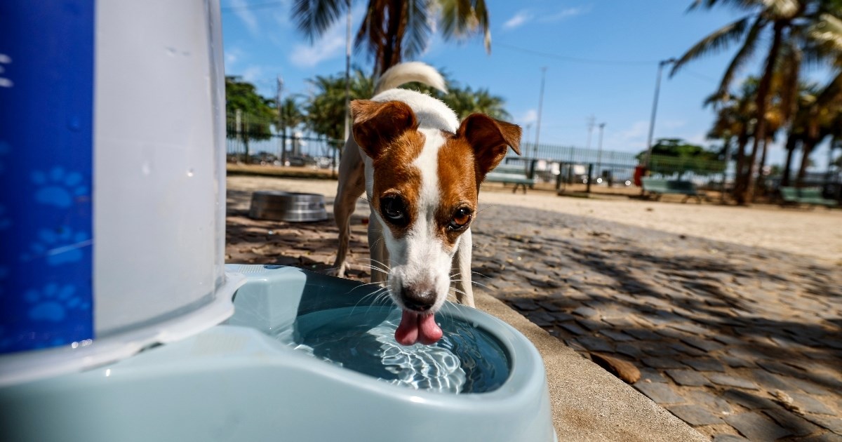 Veterinarka upozorava: Ovo su rani simptomi toplinskog udara kod pasa