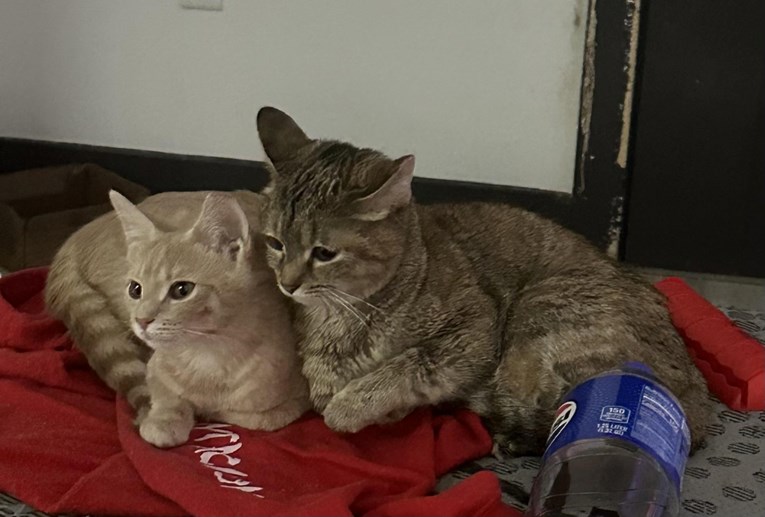 Mačka se potpuno promijenila nakon sterilizacije, vlasnik ostao u šoku