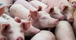 U Hrvatskoj nova četiri slučaja afričke svinjske kuge