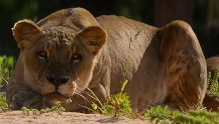 Četiri lava zarazila se koronom u zoološkom vrtu u Barceloni
