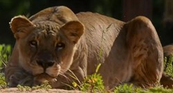 Četiri lava zarazila se koronom u zoološkom vrtu u Barceloni