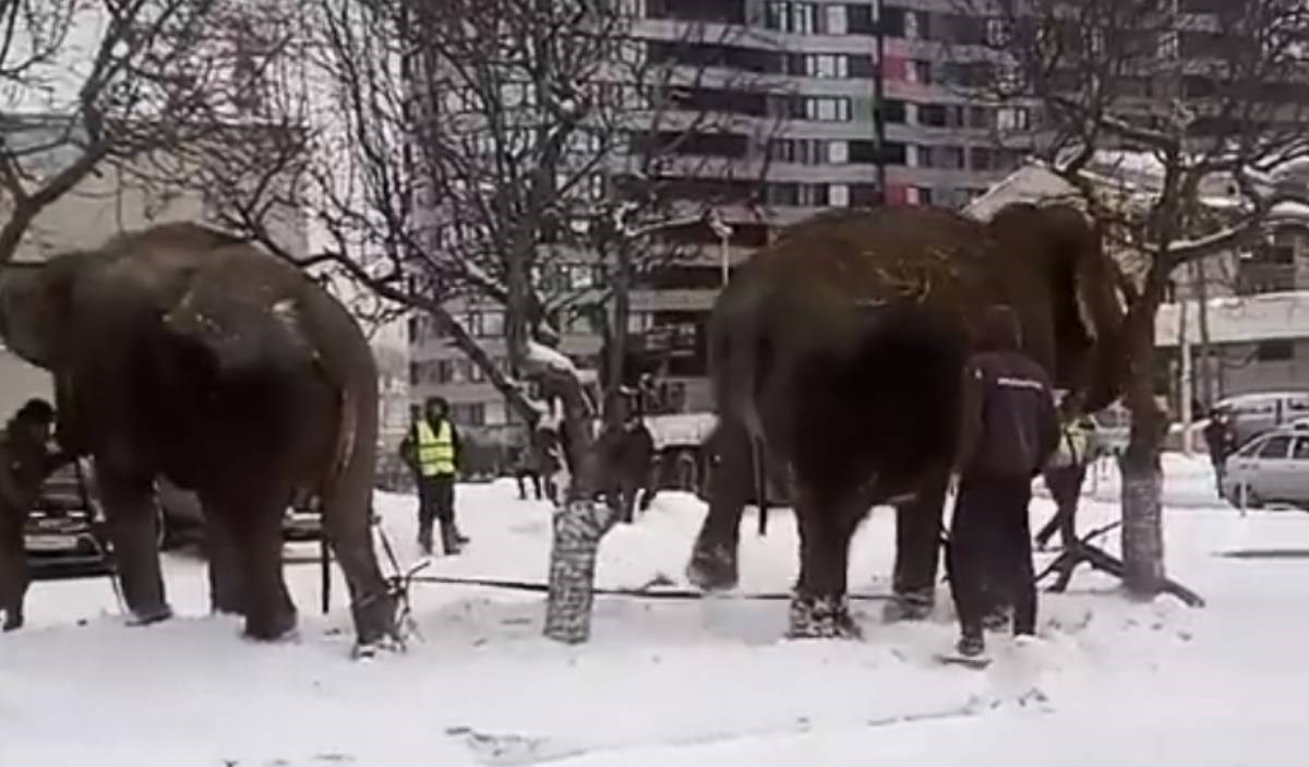 VIDEO Dva slona pobjegla iz cirkusa u Rusiji i igrala se u snijegu