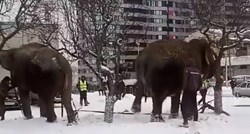 VIDEO Dva slona pobjegla iz cirkusa u Rusiji i igrala se u snijegu