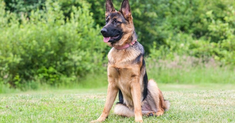 Neumorni i veseli: Najbolji psi za aktivne ljude