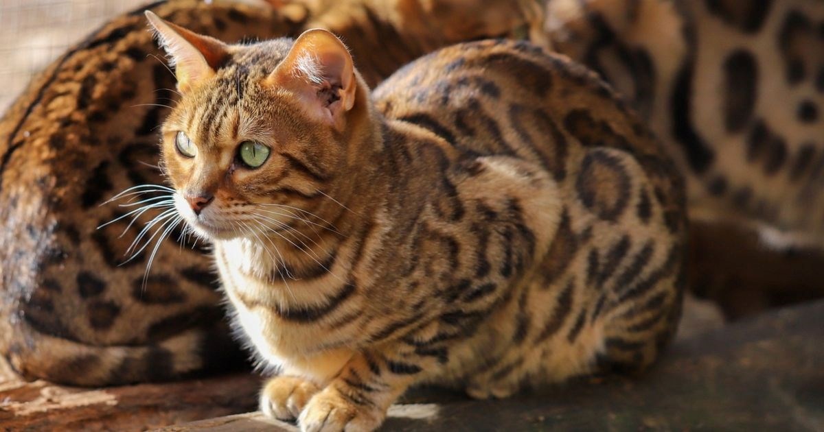 Pet najskupljih pasmina mačaka na svijetu