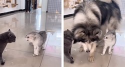 VIDEO Mačke se svađale, a onda se umiješao pas. Pogledajte kako ih je razdvojio
