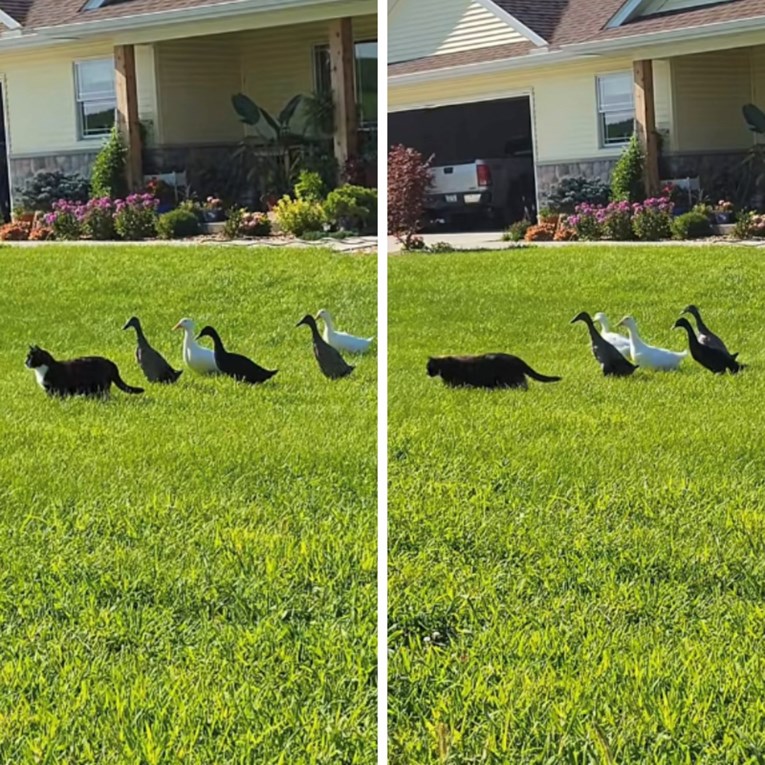 "Njihov neustrašiv vođa": Žena snimila patke koje u stopu prate njezinu mačku