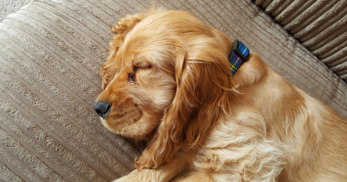 Ako je vaš pas pod stresom, problem bi mogla biti rutina prije spavanja