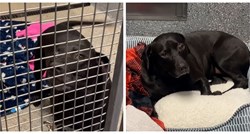 Pas koji je udomljen nakon 900 dana boravka u skloništu vraćen je nakon 24 sata