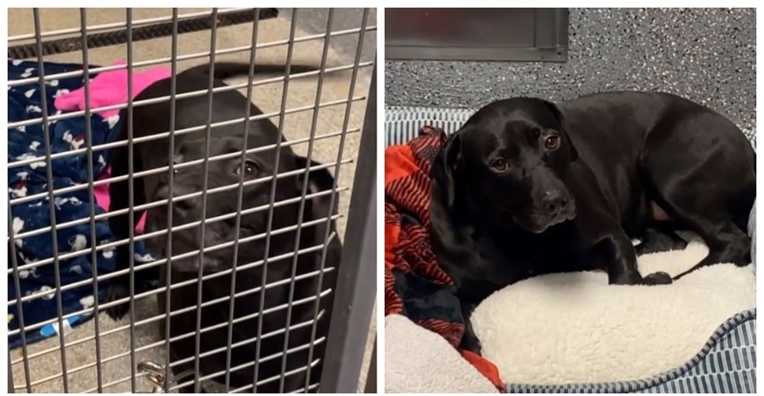 Pas koji je udomljen nakon 900 dana boravka u skloništu vraćen je nakon 24 sata