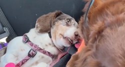 Snimila kako izgleda pas nakon što dobije anesteziju pa zabrinula ljude
