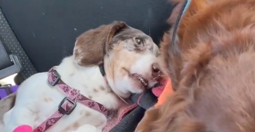 Snimila kako izgleda pas nakon što dobije anesteziju pa zabrinula ljude