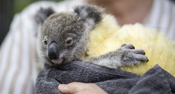 Koalama do 2050. godine prijeti izumiranje