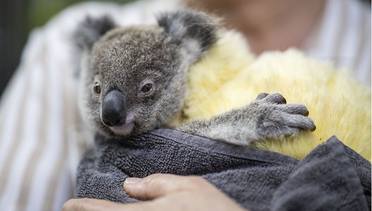 Koalama prijeti izumiranje, preostalo ih je tek oko 80.000
