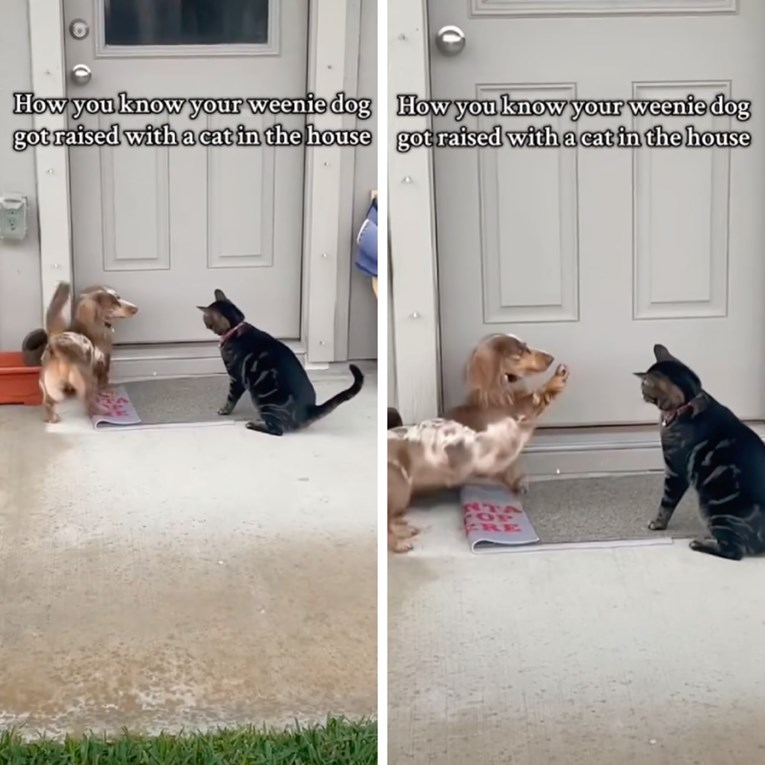 Jazavčarka je odrasla uz mačku i sada je oponaša u svemu, uključujući i u igri