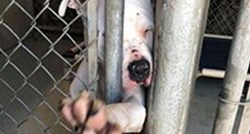 Kada bi netko prošao kraj njegovog kaveza, ovaj pas bi gurao šape da ga dotakne