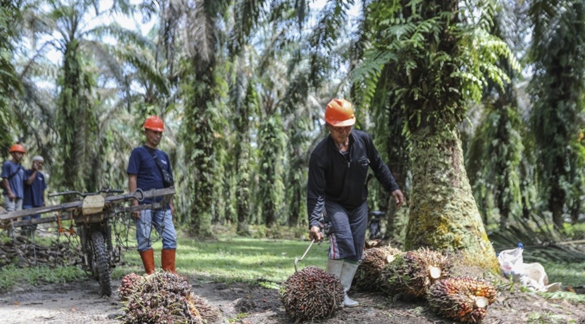 Indonezija će koristiti palmino ulje u proizvodnji biodizela