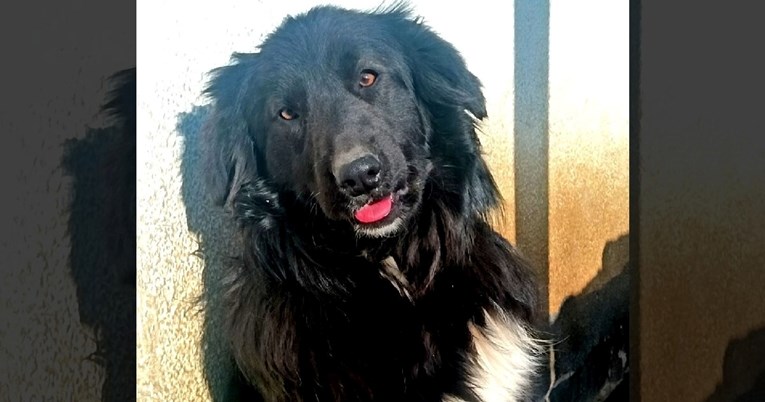 Ona trči s jednim kukom i traži dom pun ljubavi: Upoznajte predivnu Niku