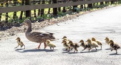VIDEO Mama patka u Karlovcu s pačićima sigurno prešla na drugu stranu ceste