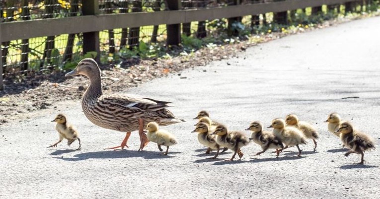 VIDEO Mama patka u Karlovcu s pačićima sigurno prešla na drugu stranu ceste