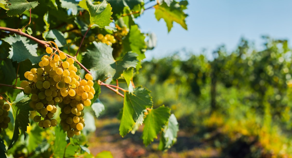 Vinari zadovoljni ovogodišnjom berbom, ali muči ih jedan veliki problem