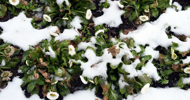 Ispod snježnog pokrivača u Sisku vide se - tratinčice