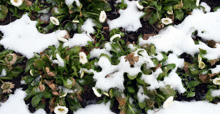 Ispod snježnog pokrivača u Sisku vide se - tratinčice