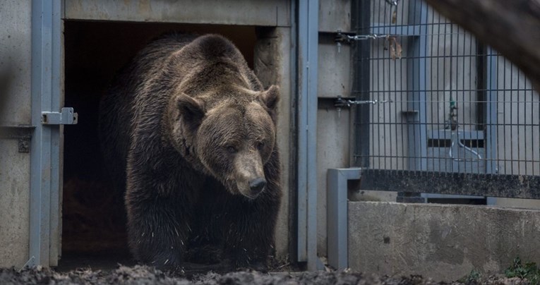 "Najtužniji medvjed" Marko pušten na slobodu nakon više od 20 godina zatočeništva