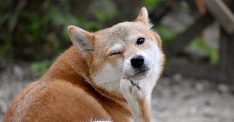 Kako pomoći psu koji se neprestano češe i gubi dlaku?