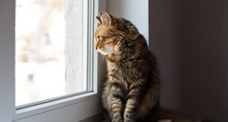 Jesu li mačke nesretne ako nikad ne izlaze iz kuće ili stana?