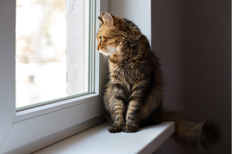 Jesu li mačke nesretne ako nikad ne izlaze iz kuće ili stana?